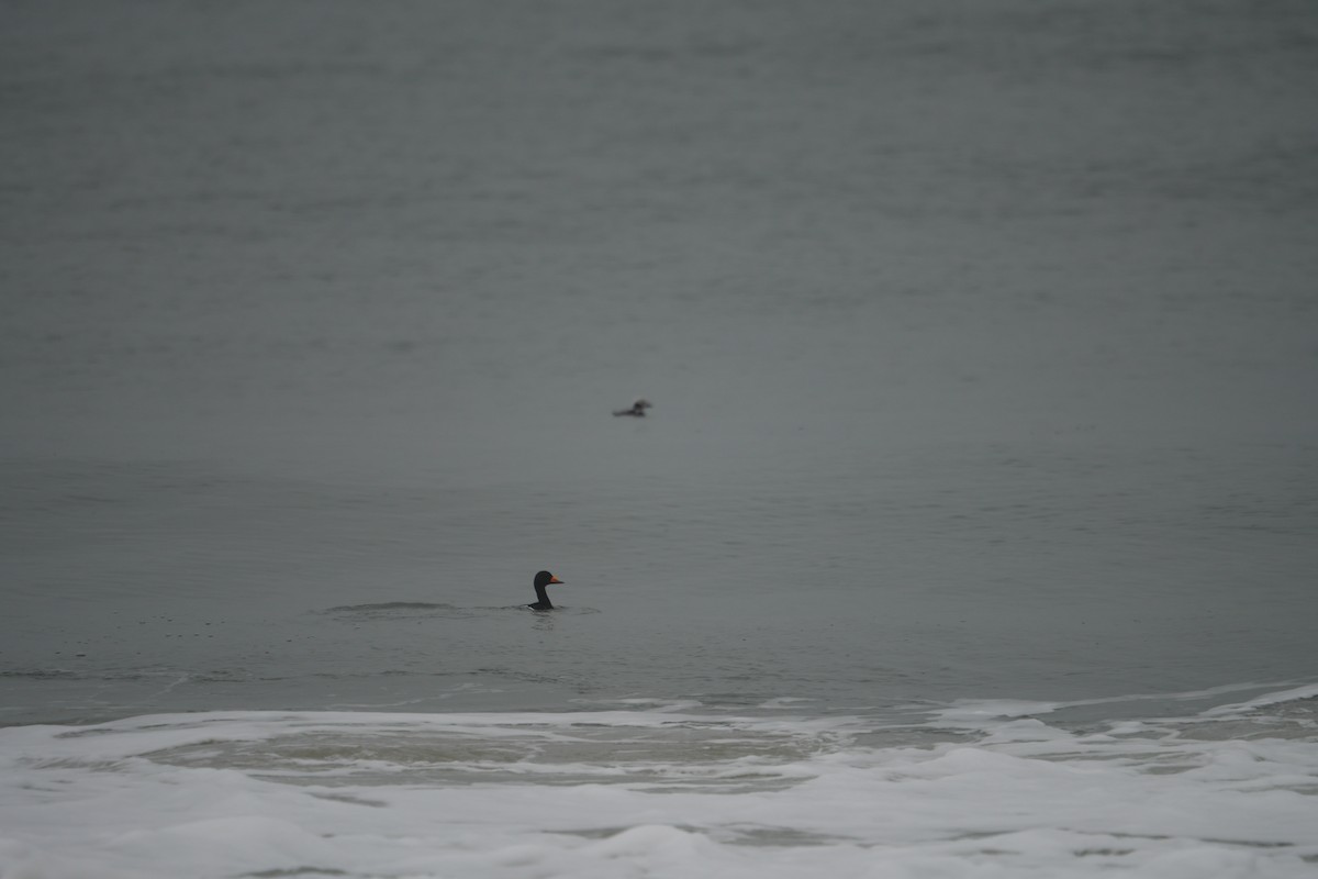 Black Scoter - ML614322484