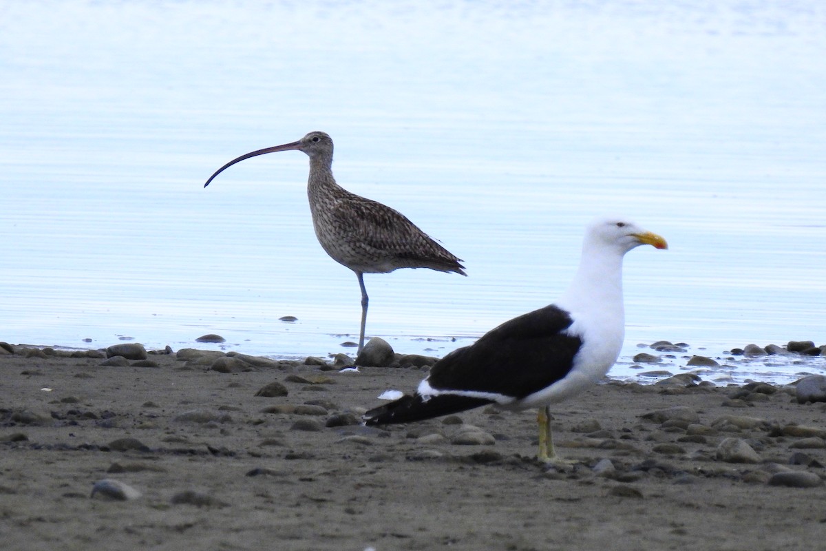 Far Eastern Curlew - Don Geddes