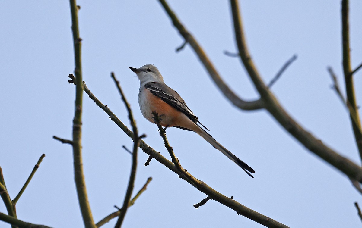 Scissor-tailed Flycatcher - ML614322551