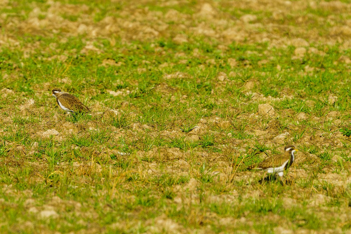 Banded Lapwing - ML614322557