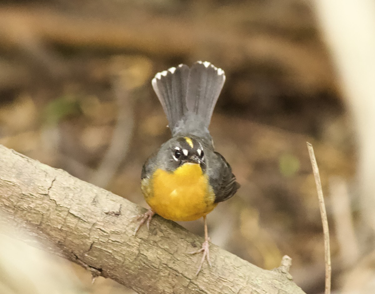 Fan-tailed Warbler - ML614322602