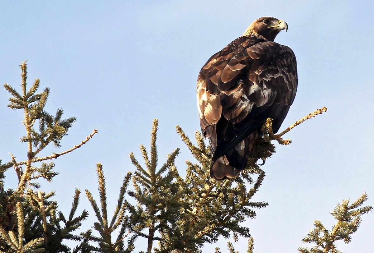 Golden Eagle - ML614322629