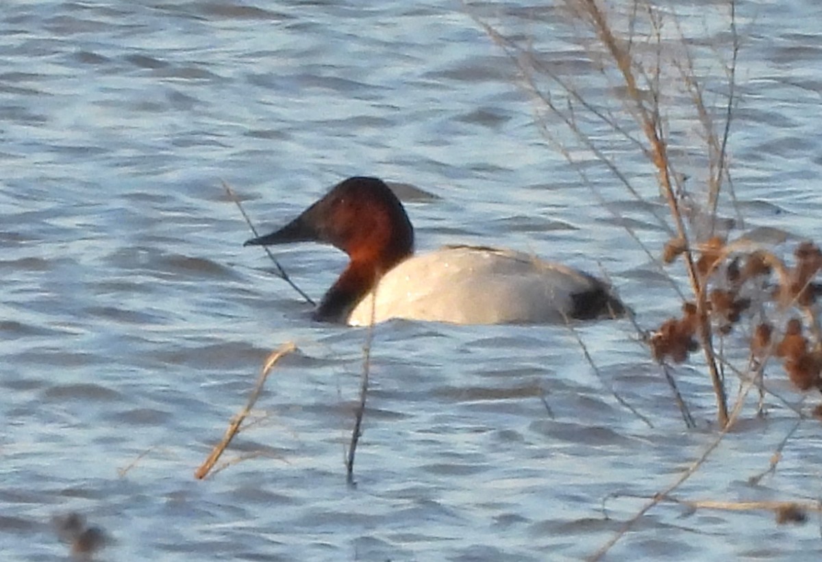 Canvasback - ML614322641