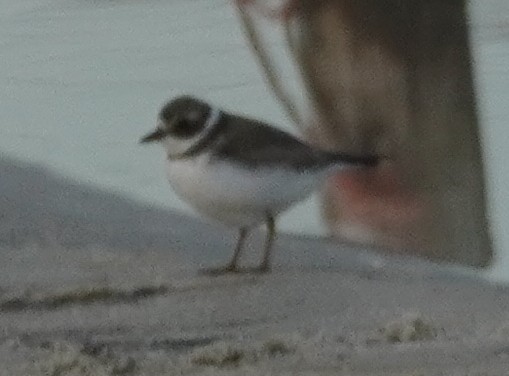 Semipalmated Plover - ML614322651