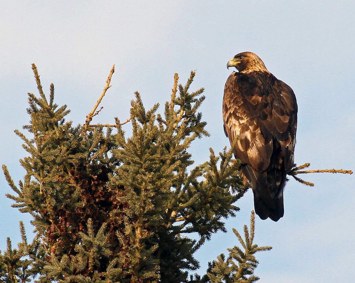 Golden Eagle - ML614322652