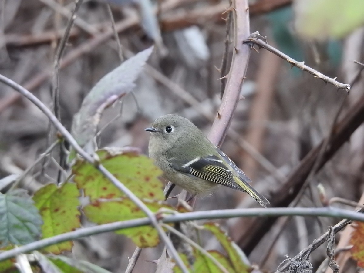 Ruby-crowned Kinglet - Stella Walk