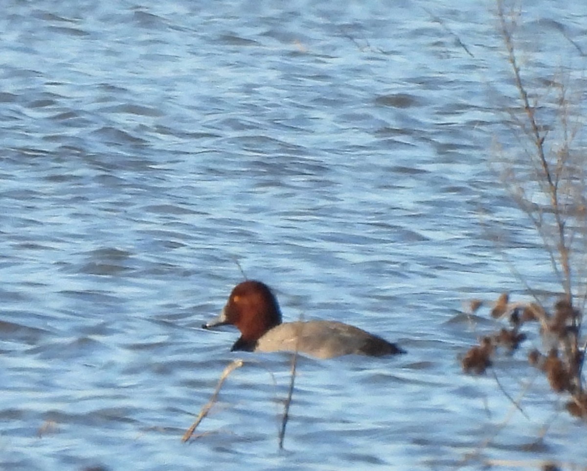 Fuligule à tête rouge - ML614322658