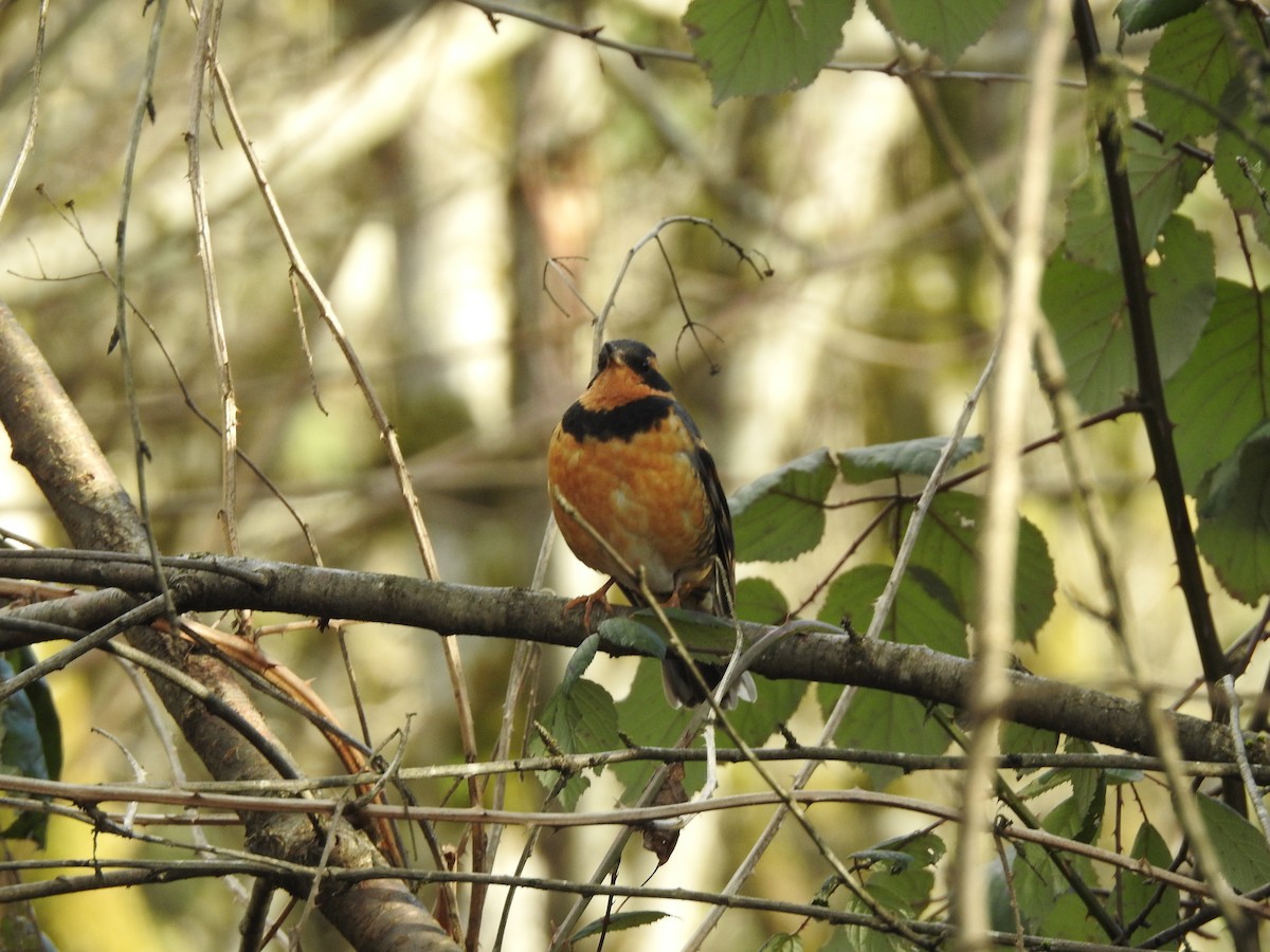 Varied Thrush - Stella Walk