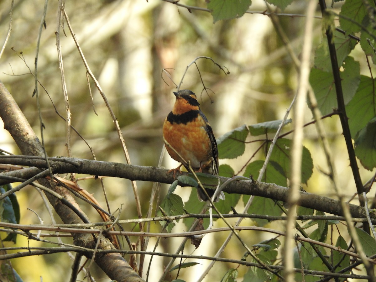 Varied Thrush - ML614322685