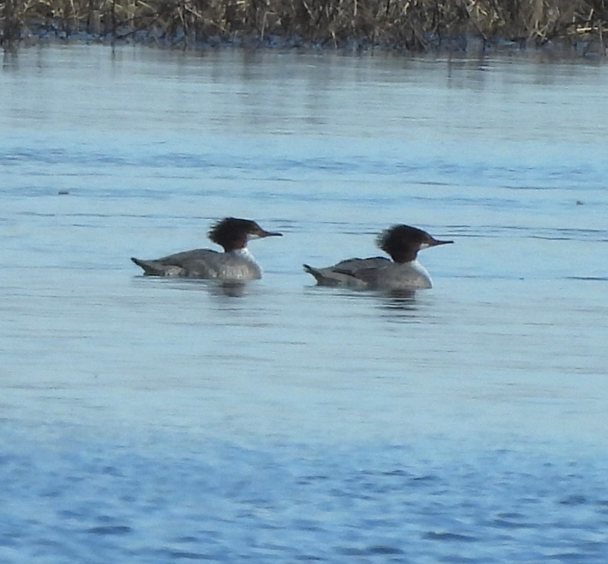 Common Merganser - ML614322699