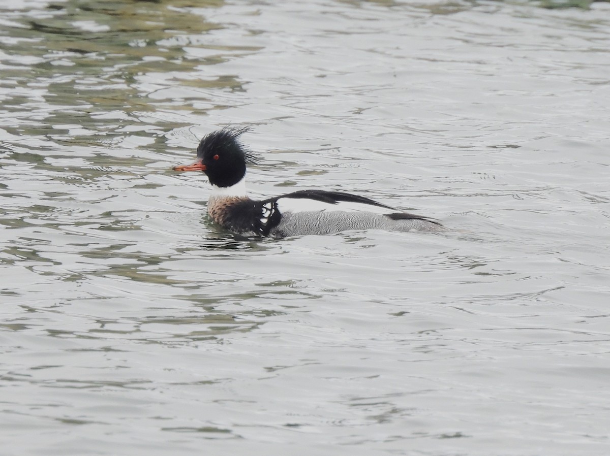 Red-breasted Merganser - ML614322744