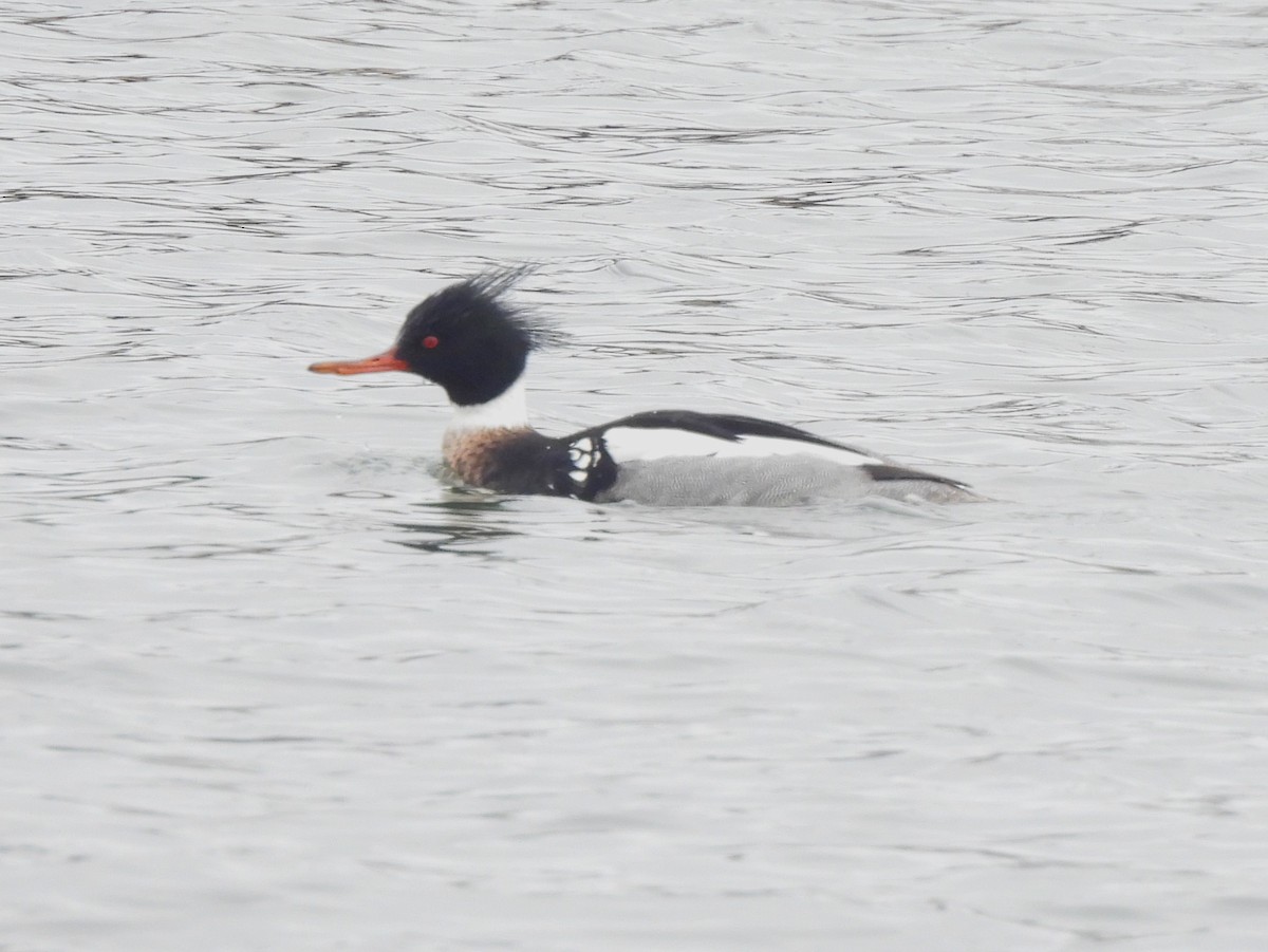 Red-breasted Merganser - ML614322745