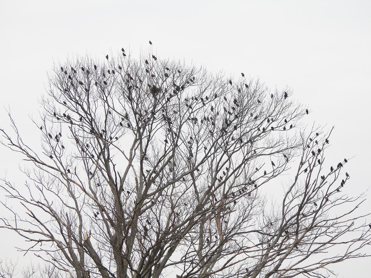 European Starling - ML614322770