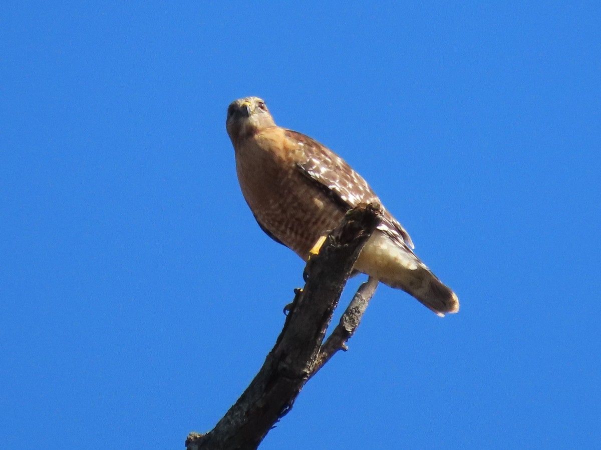 Rotschulterbussard - ML614322798