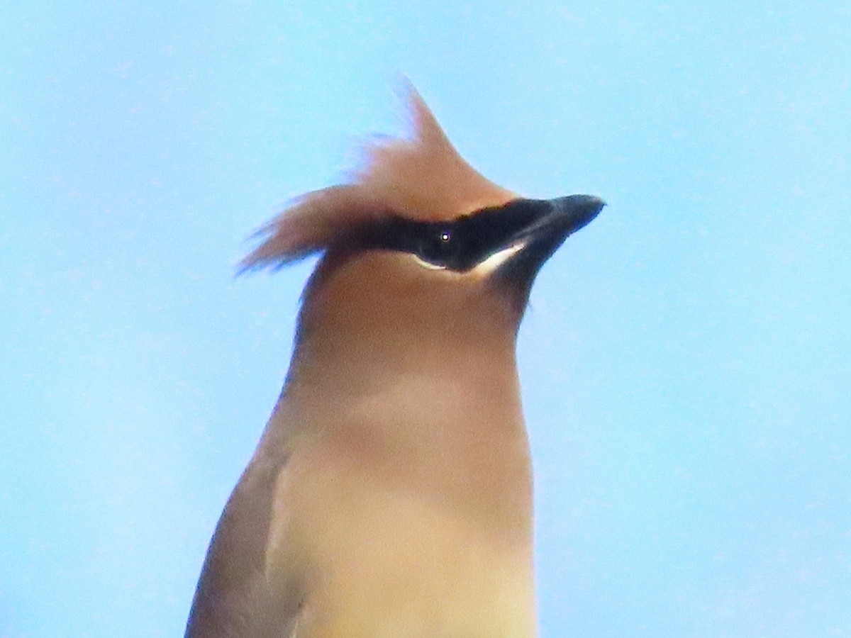 Cedar Waxwing - ML614322819