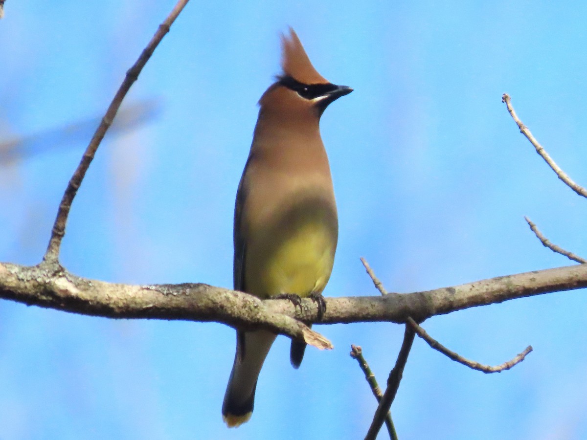 Cedar Waxwing - ML614322820