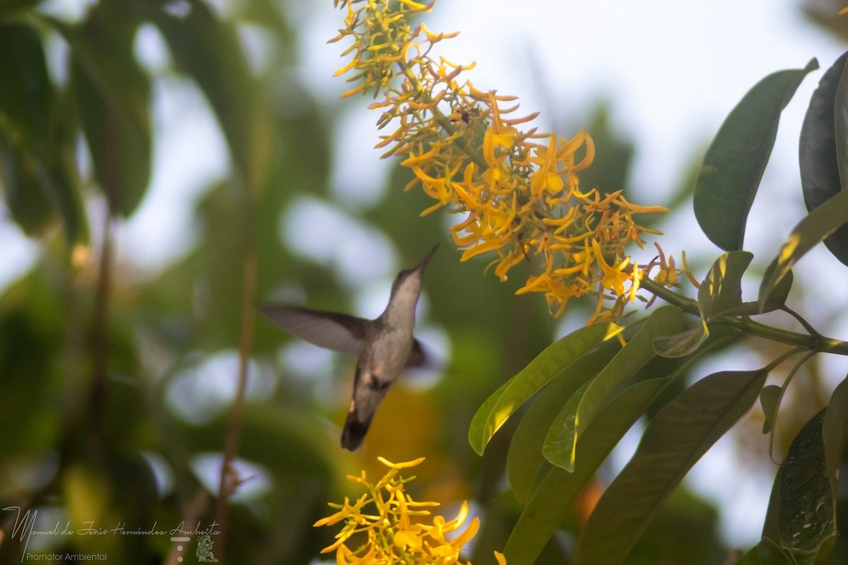 White-bellied Emerald - ML614322843