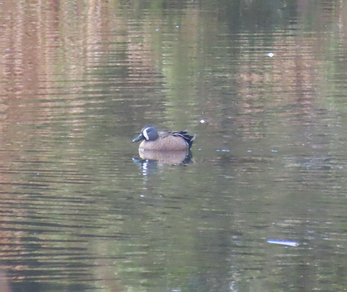 Blue-winged Teal - ML614322852