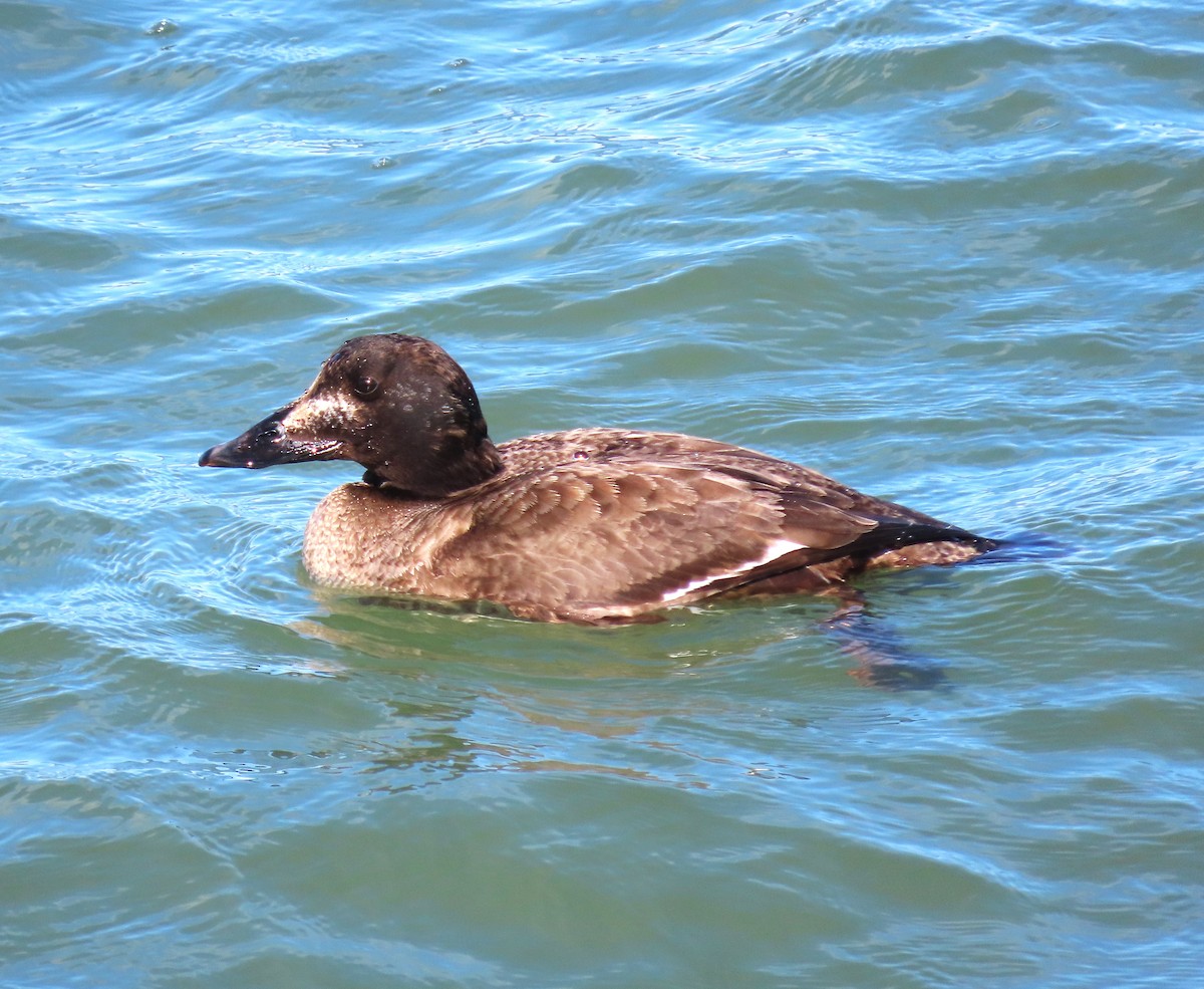 White-winged Scoter - Chris Hayward