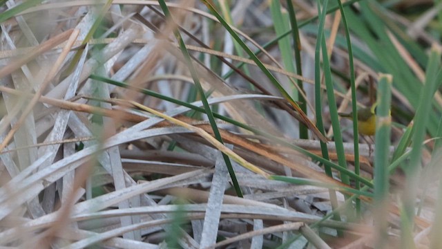 Belding's Yellowthroat - ML614322960