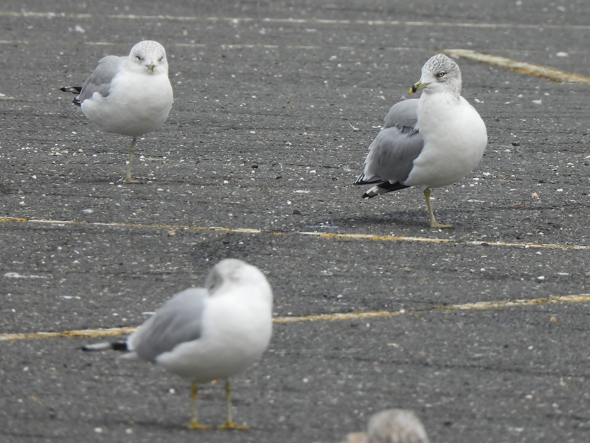 Ring-billed Gull - ML614322964