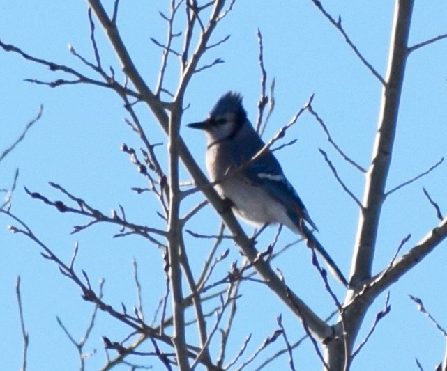Blue Jay - ML614322970