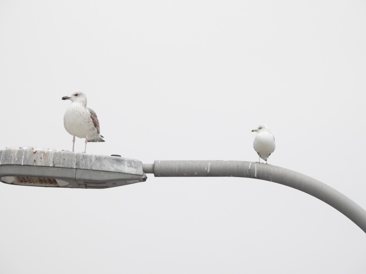 Herring Gull - ML614322982