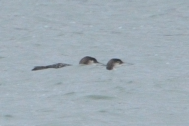 Common Loon - John Gordinier