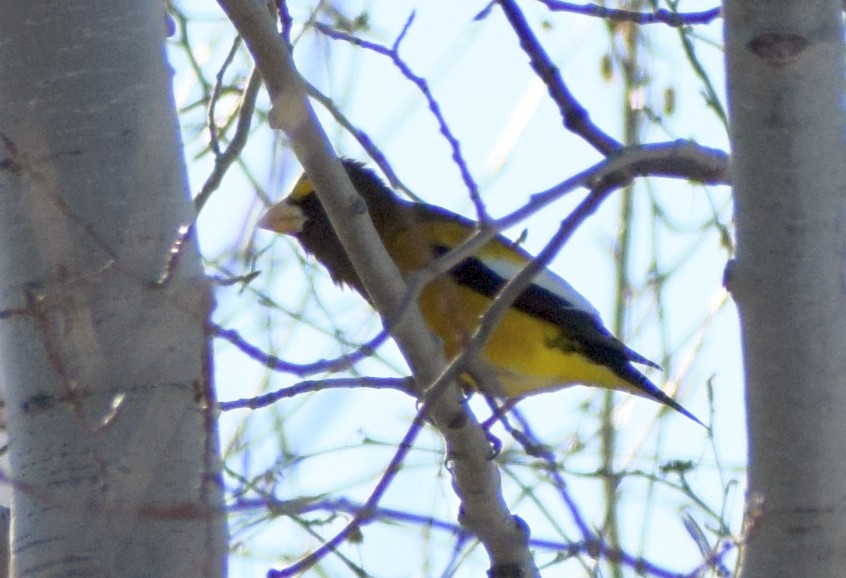 Evening Grosbeak - ML614323026