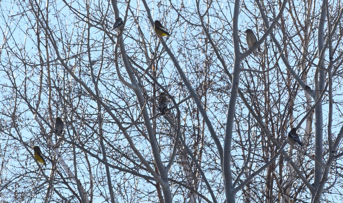 Evening Grosbeak - ML614323028