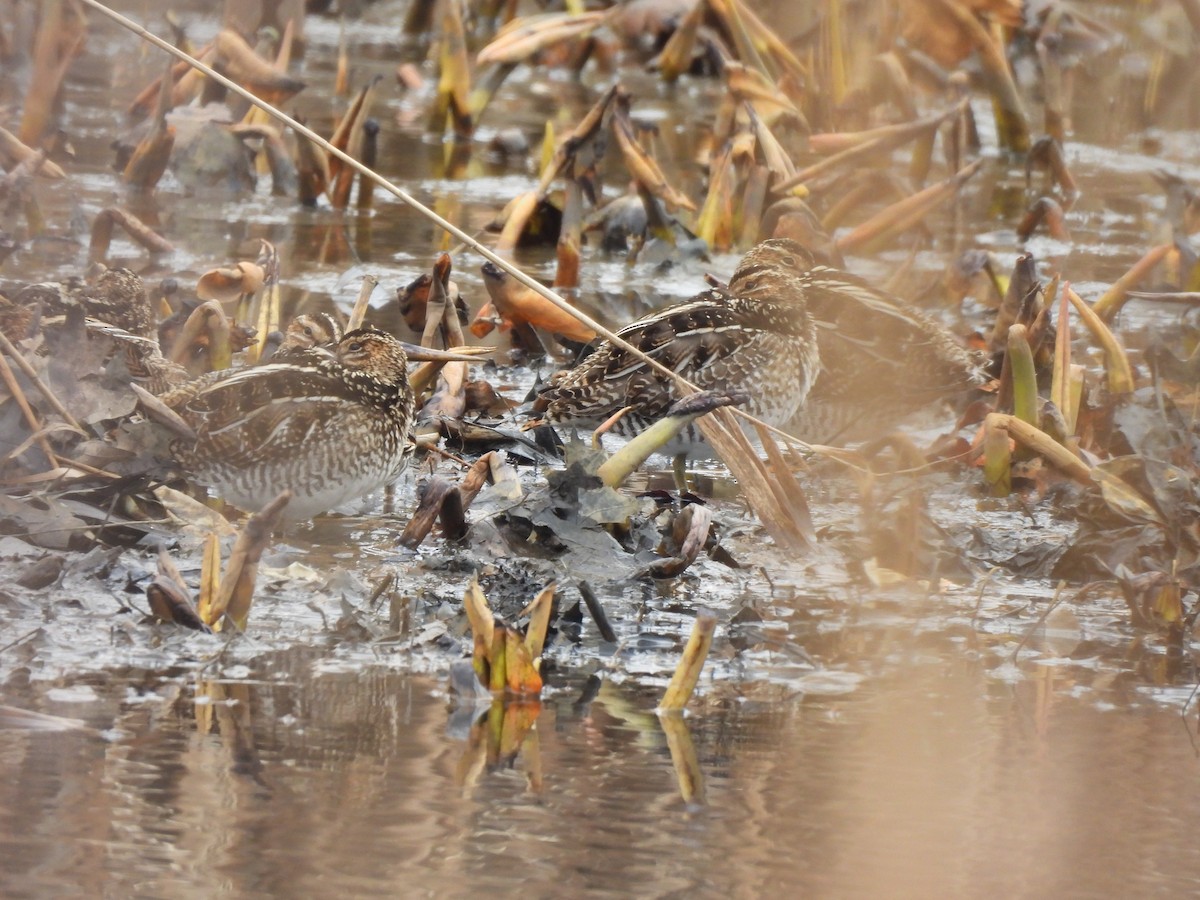 Wilson's Snipe - ML614323053