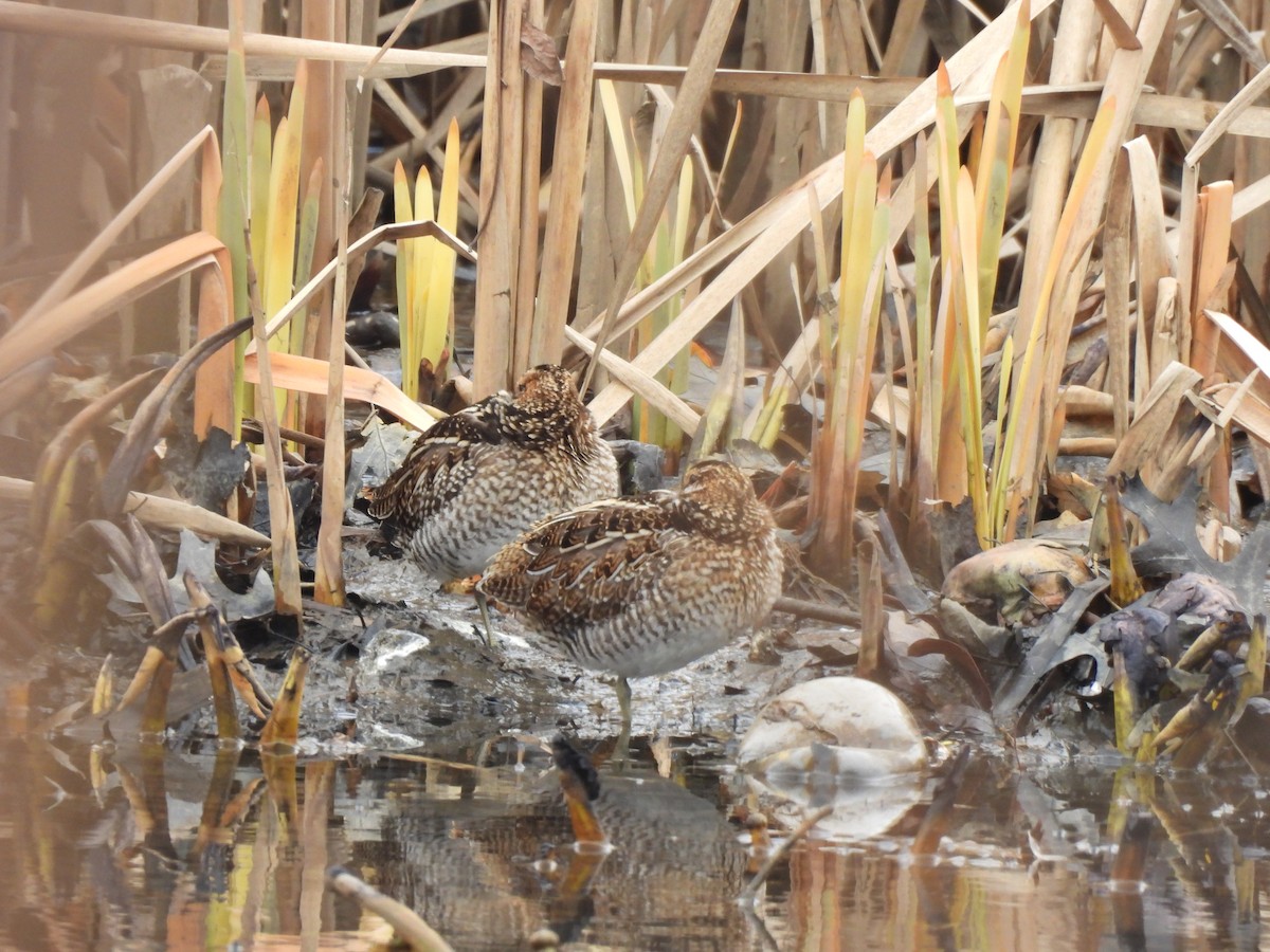 Wilson's Snipe - ML614323055