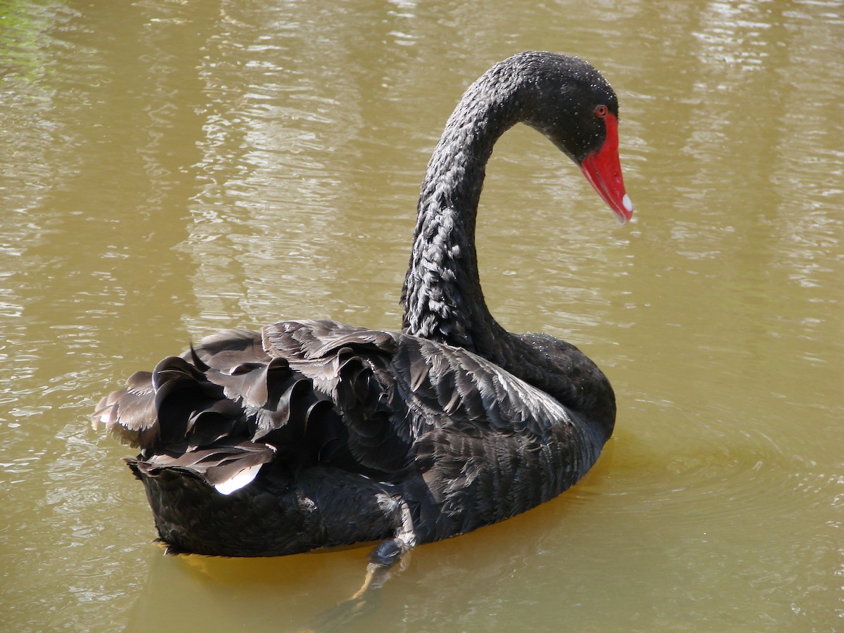 Black Swan - ML614323134