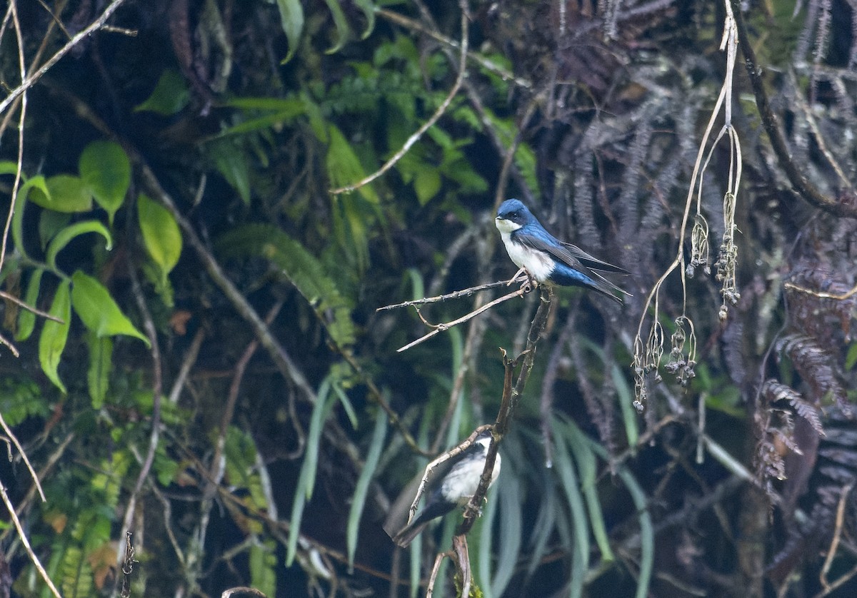 Blue-and-white Swallow - David F. Belmonte