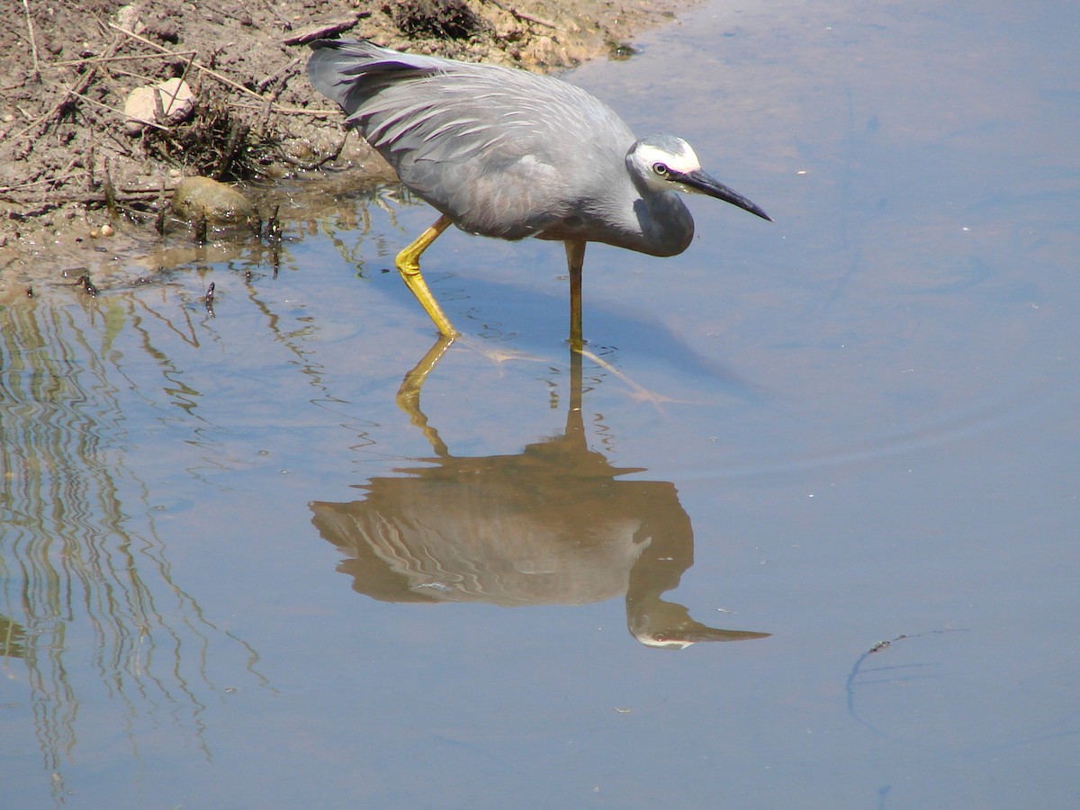 White-faced Heron - ML614323142