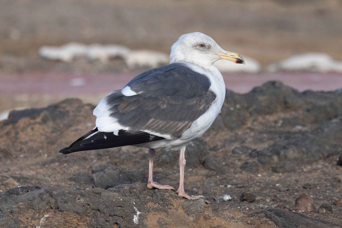 Western Gull - ML614323151