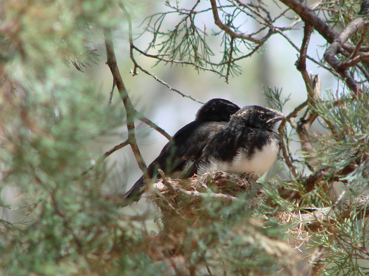 Willie-wagtail - ML614323170