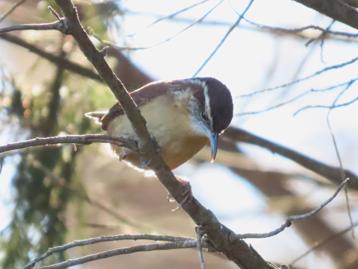 Carolina Wren - ML614323186