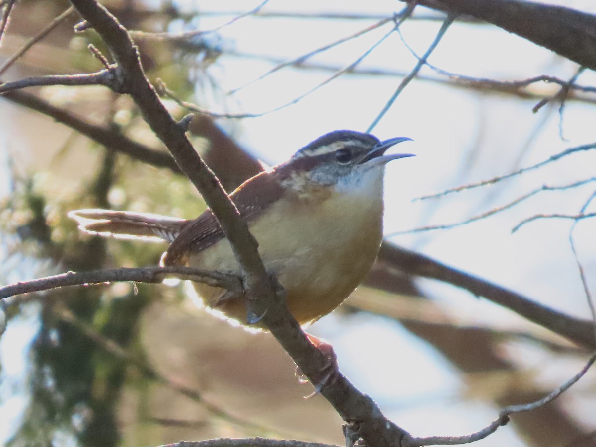 Carolina Wren - ML614323187