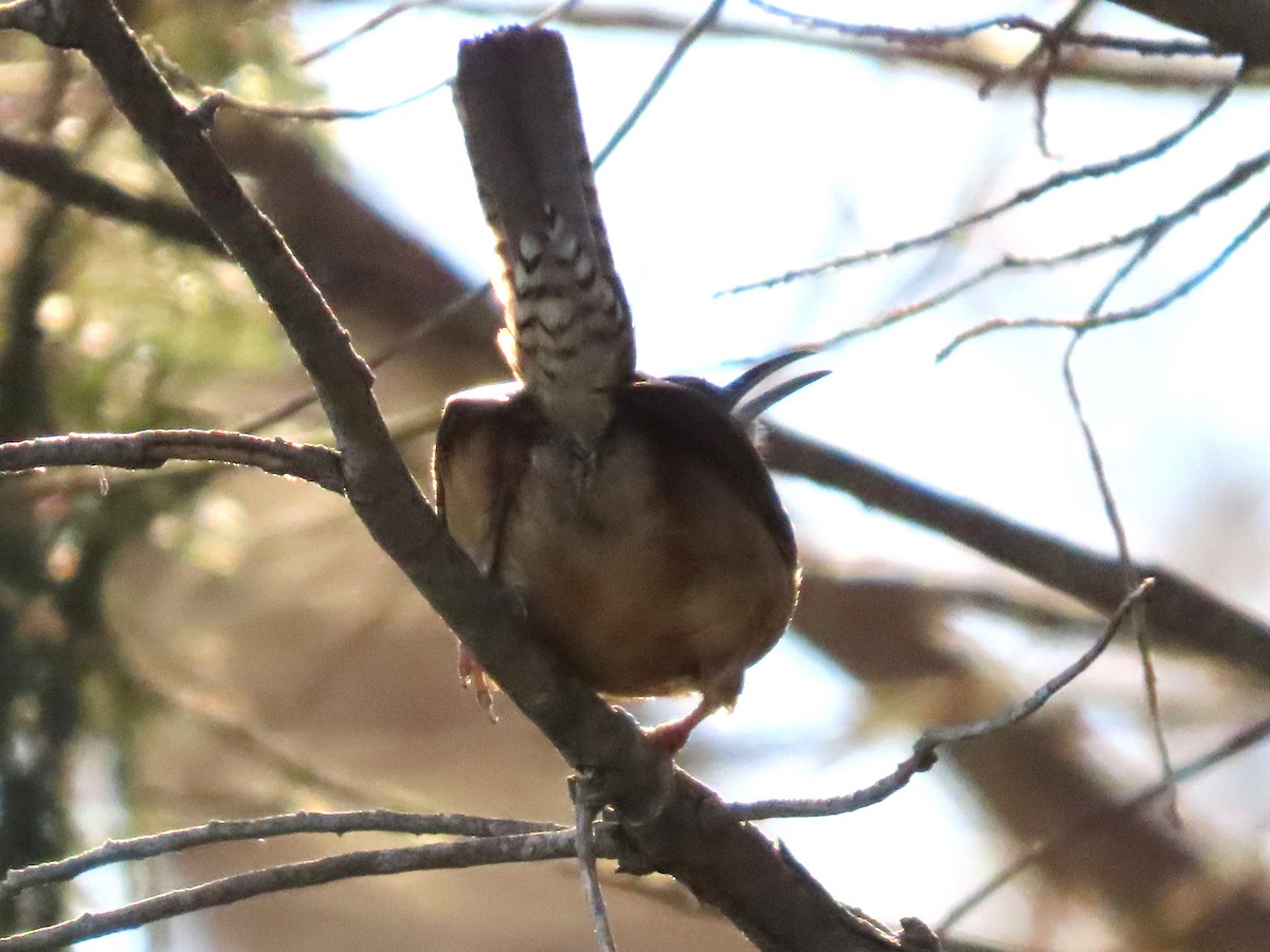 Carolina Wren - ML614323188