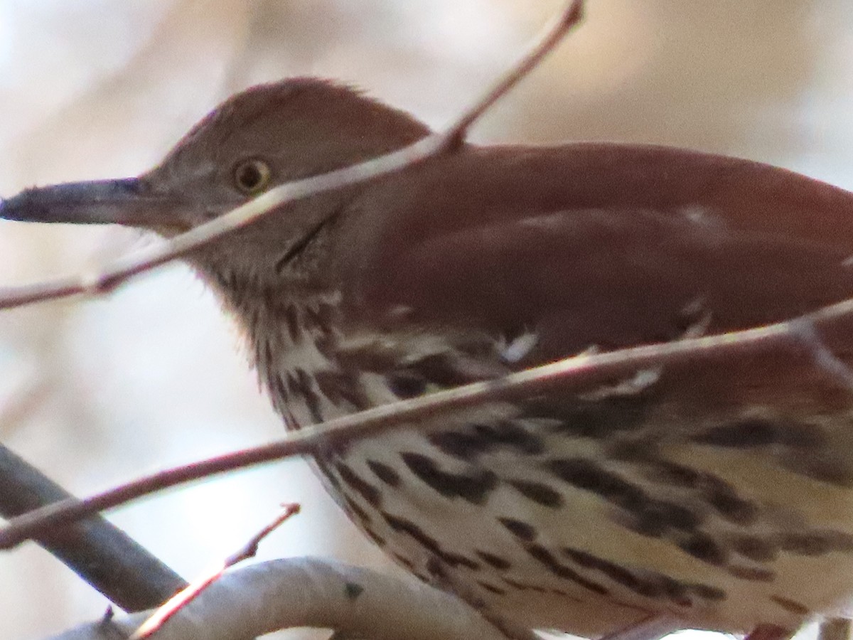 Brown Thrasher - ML614323193