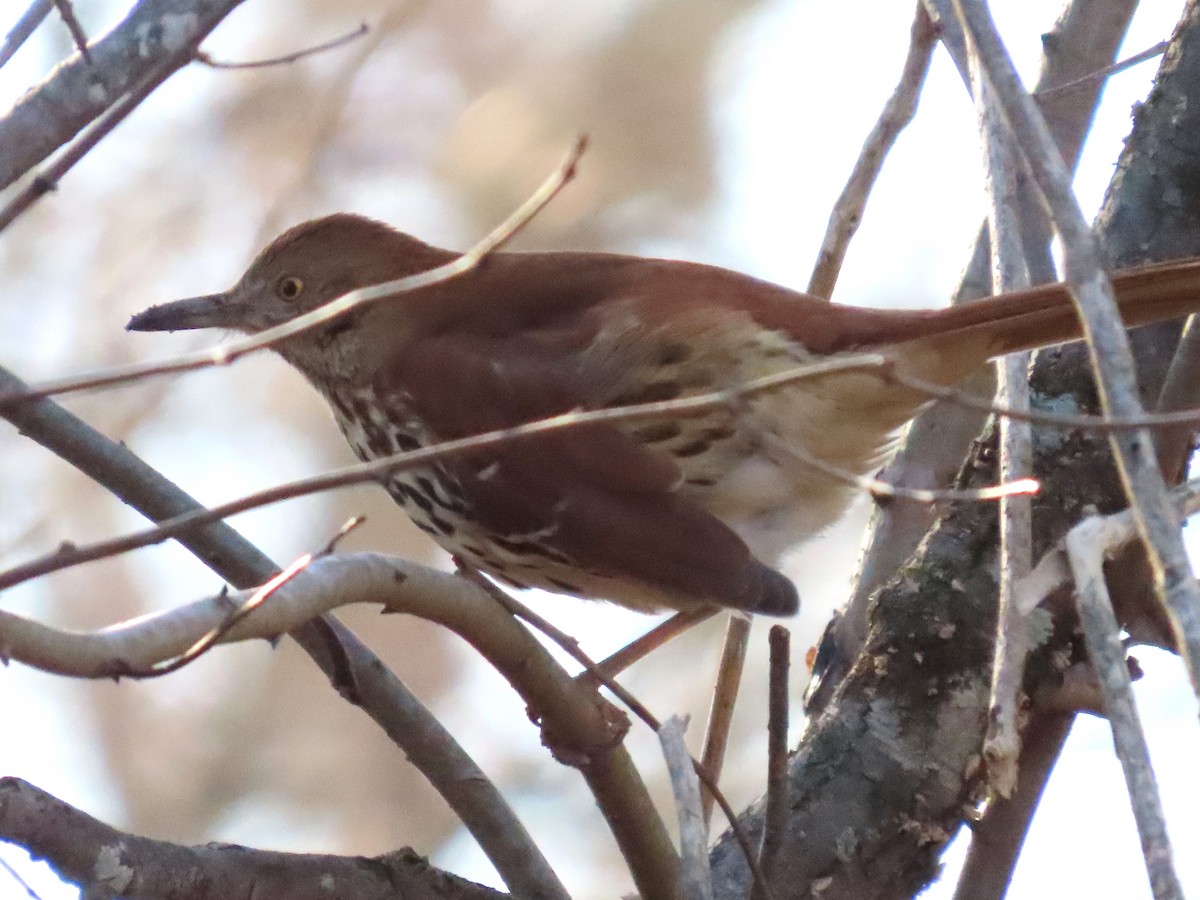 Brown Thrasher - ML614323194