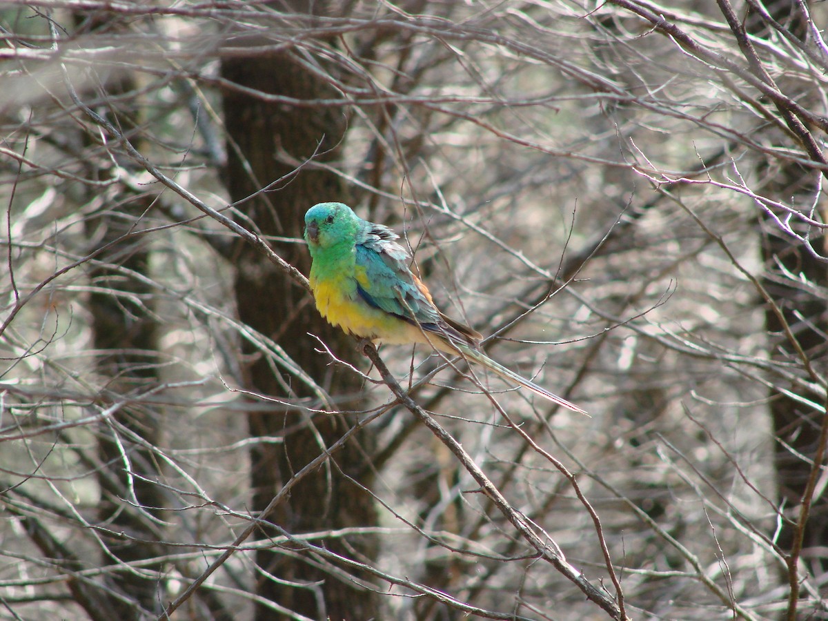 Red-rumped Parrot - ML614323204