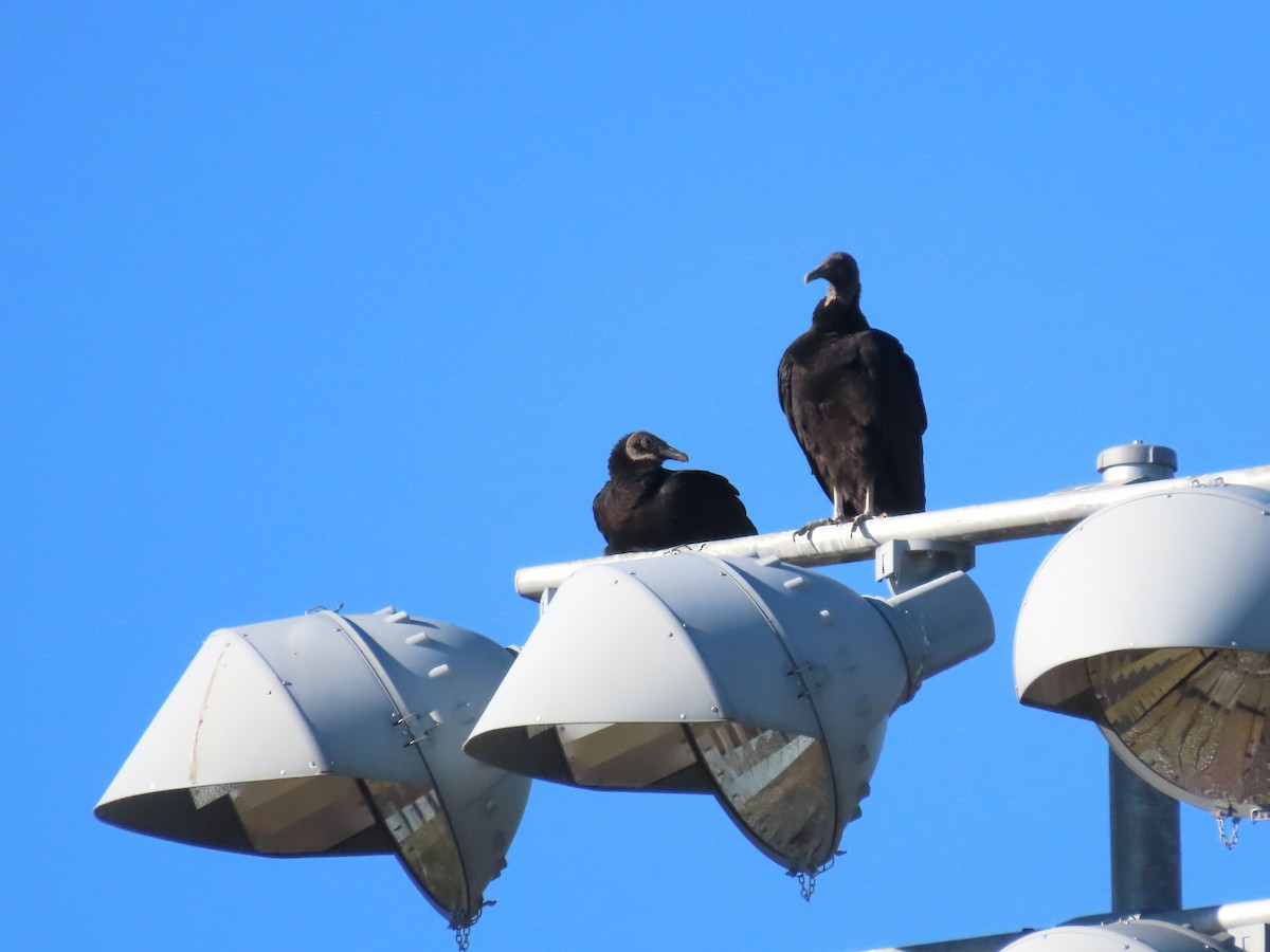 Black Vulture - ML614323227