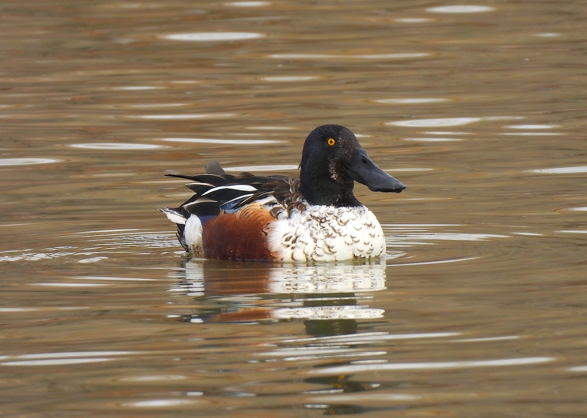 Northern Shoveler - ML614323253