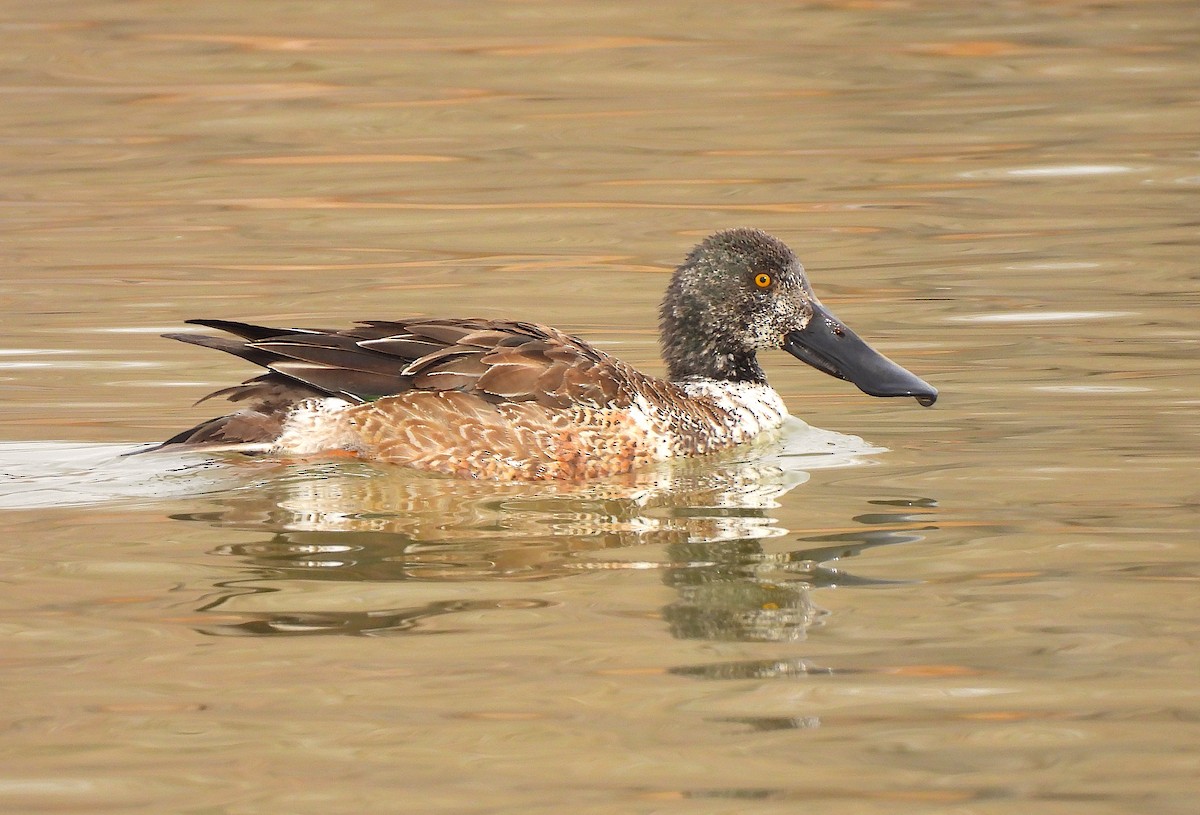 Northern Shoveler - ML614323256