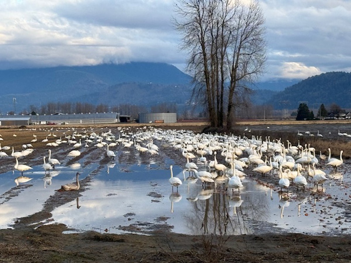 Trumpeter Swan - Carlo Giovanella