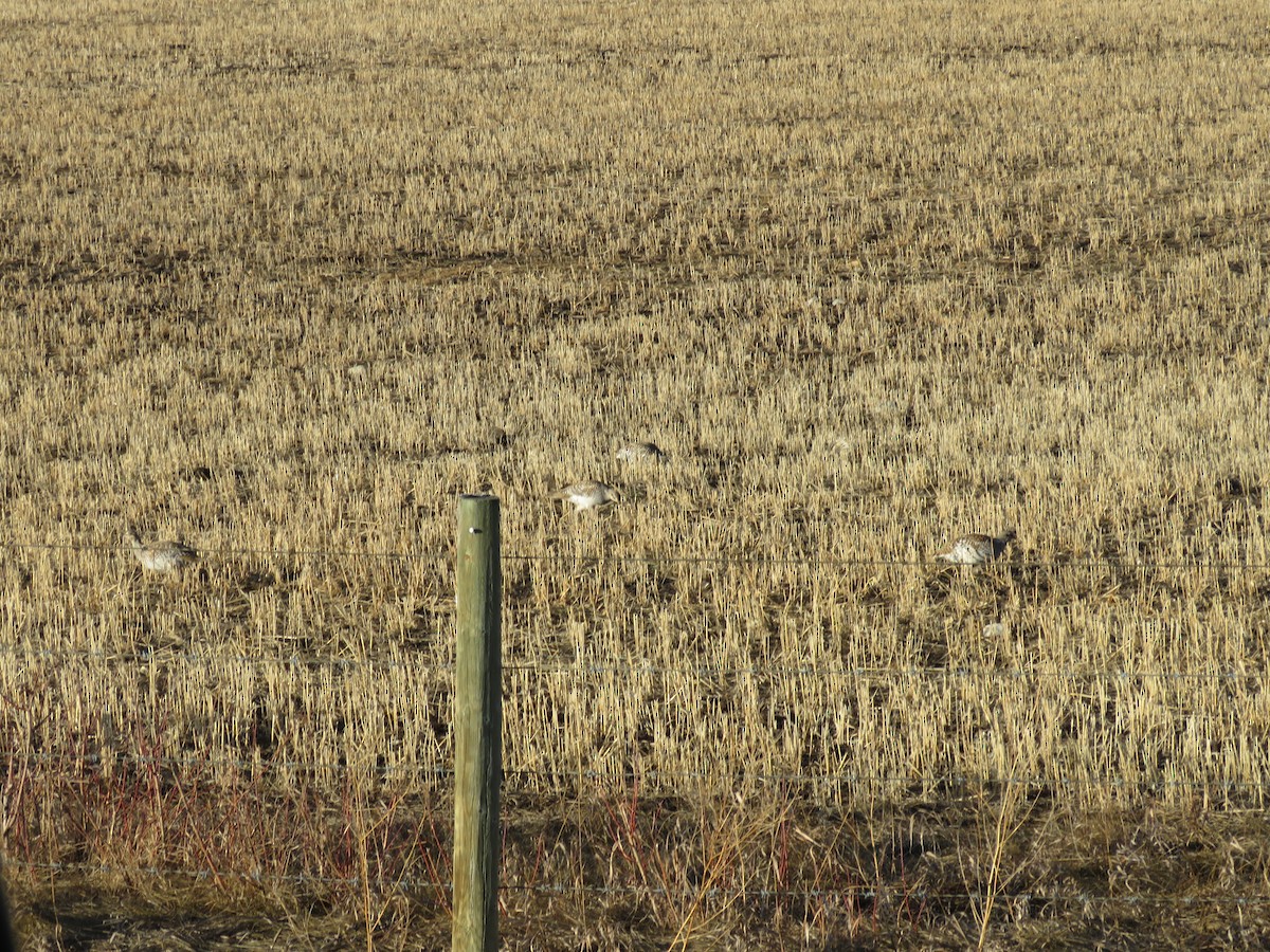 Sharp-tailed Grouse - ML614323308