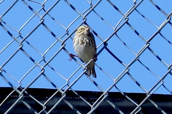 Savannah Sparrow - ML614323312