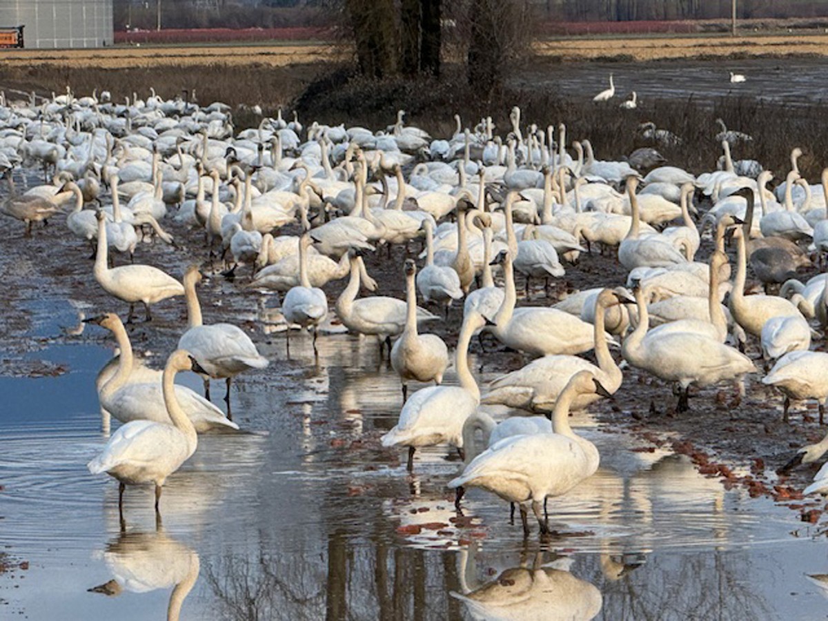 Trumpeter Swan - ML614323313